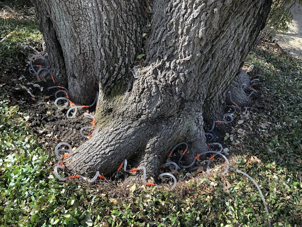 Detailed Tree Cabling and Bracing job site in Burghill