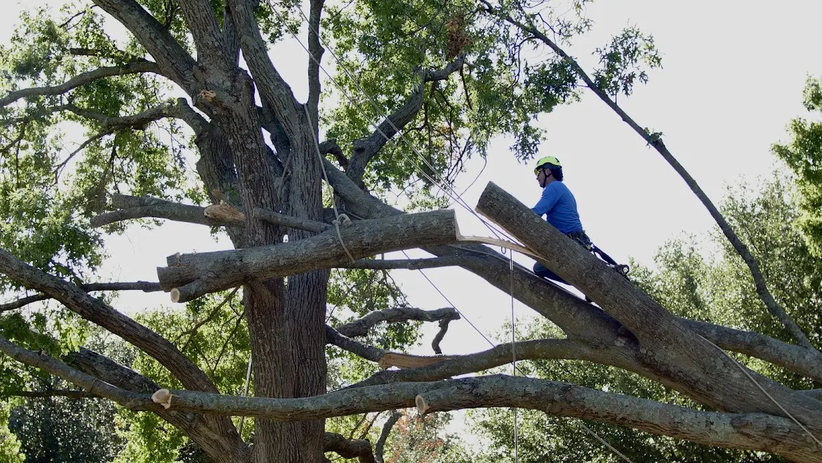 Professional Crown Thinning performed by certified arborists in Burghill